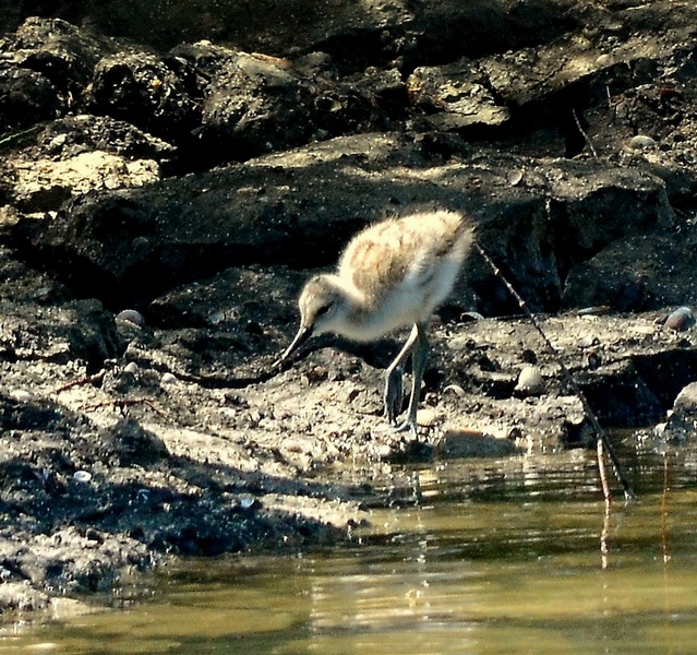 Pullo di avocetta